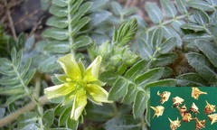 Những điều chưa biết về cây bạch tật lê